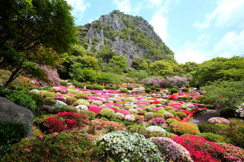 20100416つつじ.JPG