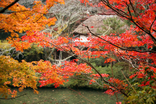 国登録記念物『御船山楽園』の紅葉3.JPG
