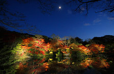 紅葉ライトアップ.jpg