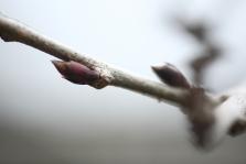 IMG_7523.JPG
