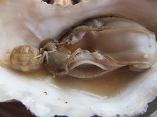 DSCF0783a