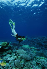 skin dive.jpg