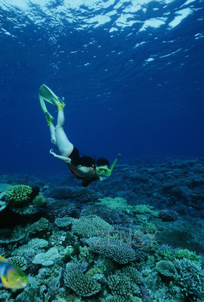 skin dive.jpg