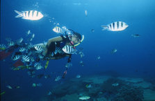 skin dive2.jpg