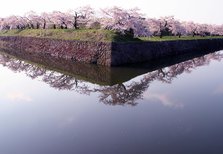 春の五稜郭