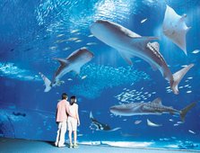 水族馆3