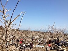大谷赏梅节0228