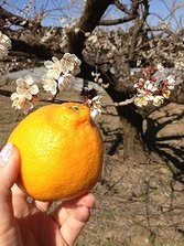 IMG_3883
