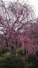 ume1