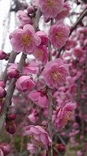 ume3