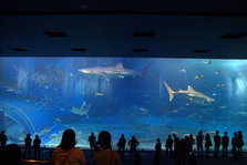IMG_7263.jpg