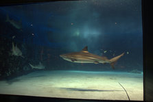IMG_7268.jpg