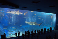 IMG_7271.jpg