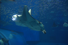 IMG_7279.jpg