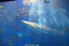 IMG_7281.jpg