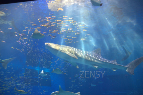 IMG_7281.jpg