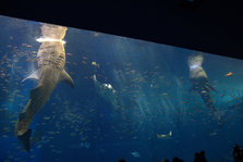 IMG_7283.jpg