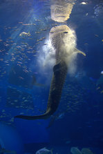 IMG_7284.jpg