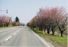 国道２４１桜並木
