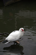 IMG_7649.jpg