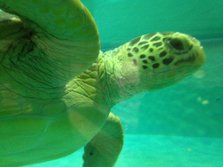 IMG_0649.JPG
