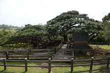 D4X_0250.JPG