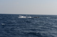 D4X_0297.JPG