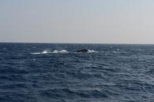 D4X_0299.JPG