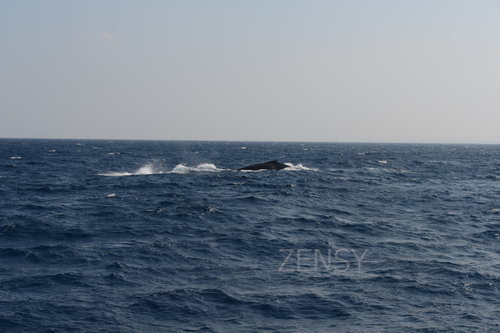 D4X_0299.JPG