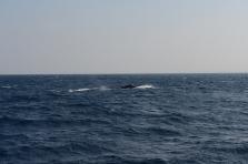 D4X_0301.JPG