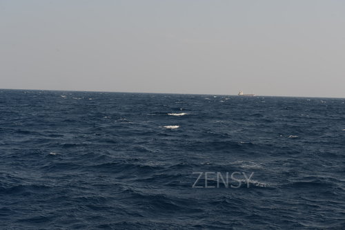D4X_0317.JPG