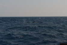 D4X_0318.JPG