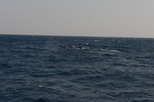 D4X_0319.JPG