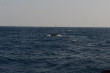 D4X_0320.JPG