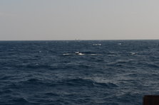D4X_0323.JPG