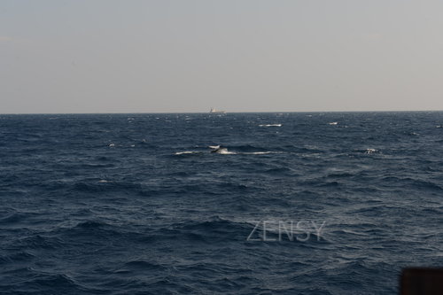 D4X_0323.JPG
