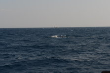 D4X_0325.JPG