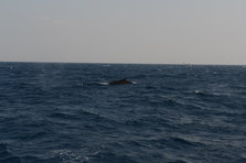D4X_0326.JPG