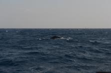 D4X_0327.JPG