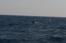 D4X_0328.JPG