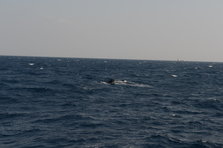 D4X_0329.JPG