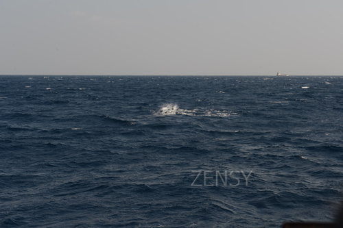 D4X_0331.JPG