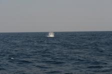 D4X_0349.JPG