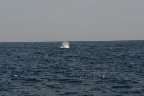 D4X_0349.JPG