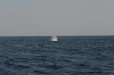 D4X_0350.JPG