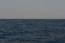 D4X_0361.JPG