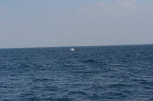 D4X_0376.JPG