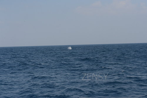 D4X_0376.JPG