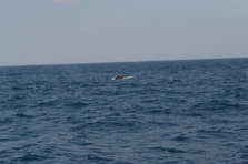 D4X_0377.JPG