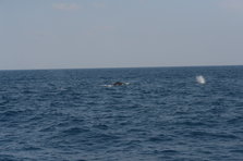 D4X_0378.JPG